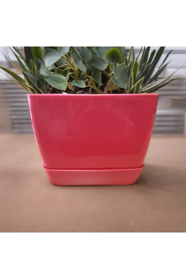 Floris Kare Tabaklı Pembe Saksı