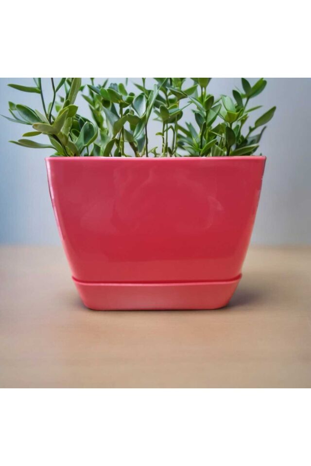 Floris Kare Tabaklı Pembe Saksı