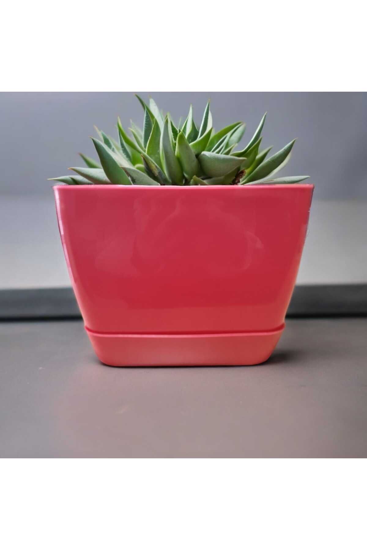 Floris Kare Tabaklı Pembe Saksı